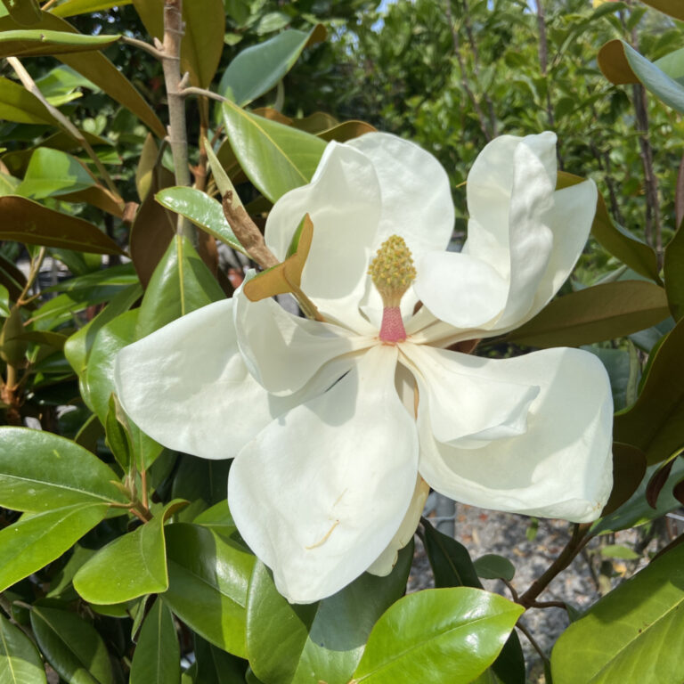Magnolia grandiflora ‘Galissonniere’ – Full Standard