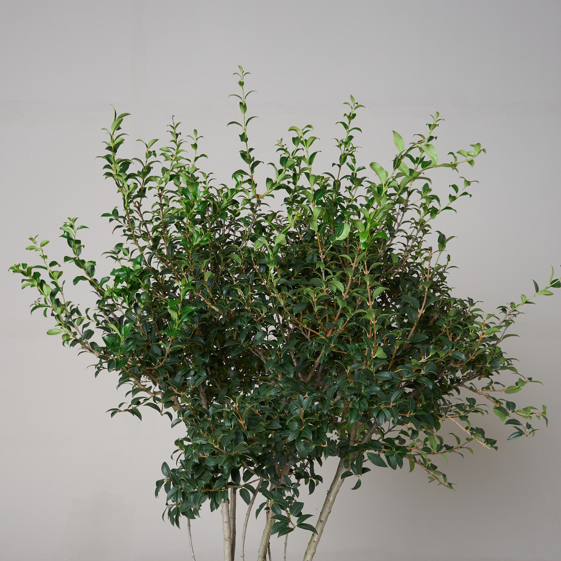 Osmanthus x burkwoodii | The Palm Centre
