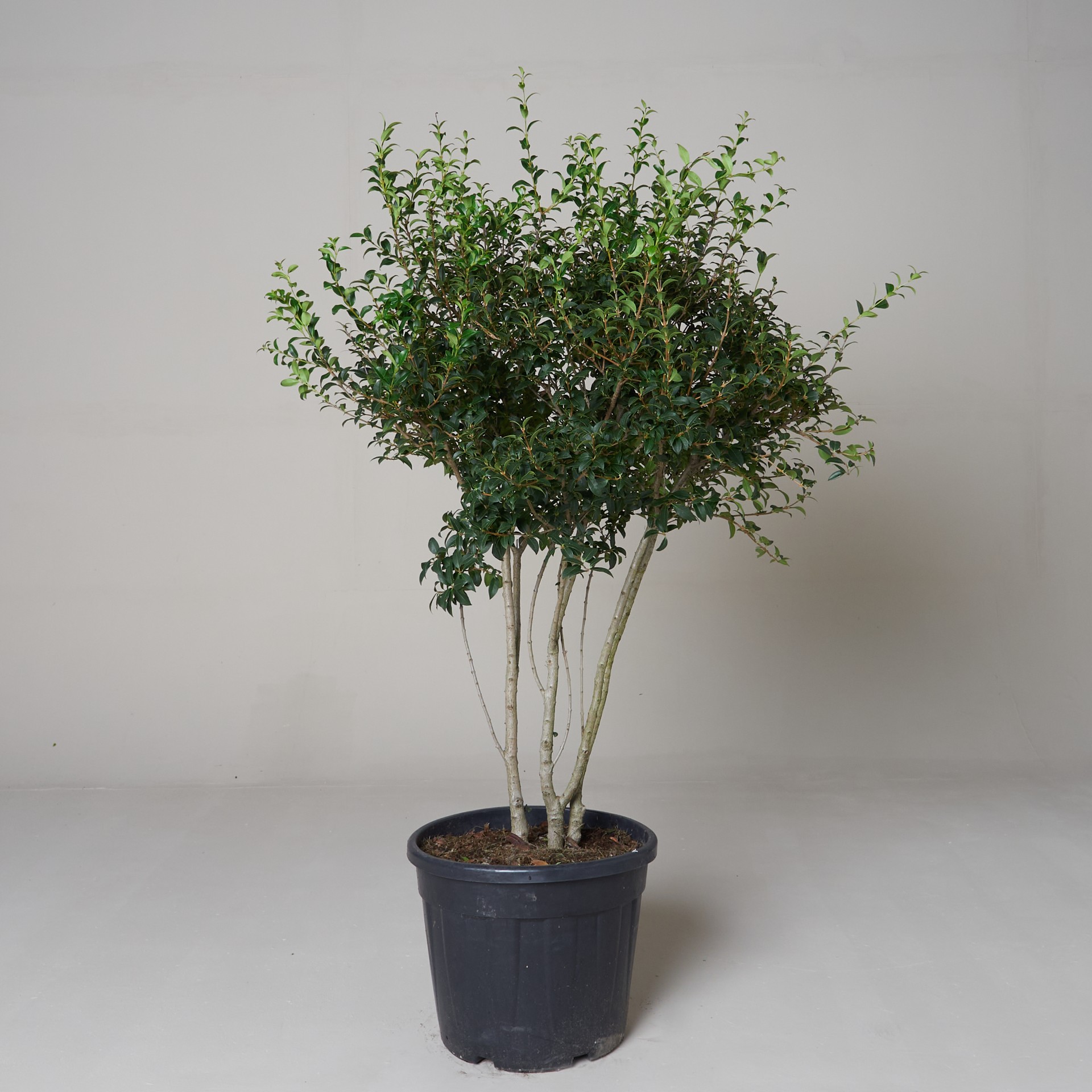 Osmanthus x burkwoodii | The Palm Centre
