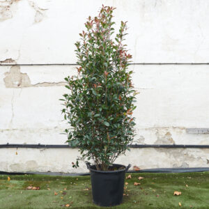 Photinia x fraseri 'Carre Rouge'