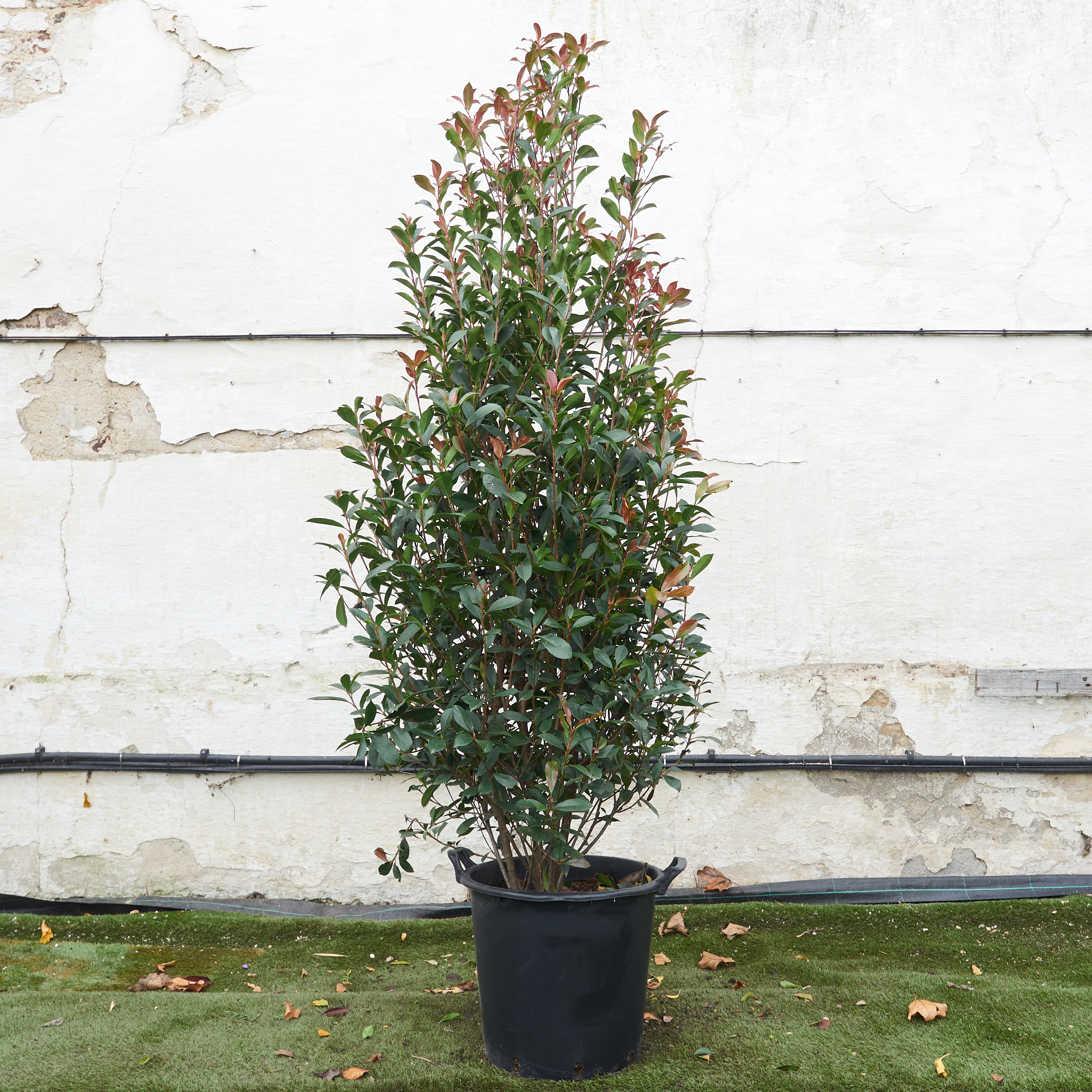 Photinia x fraseri 'Carre Rouge'
