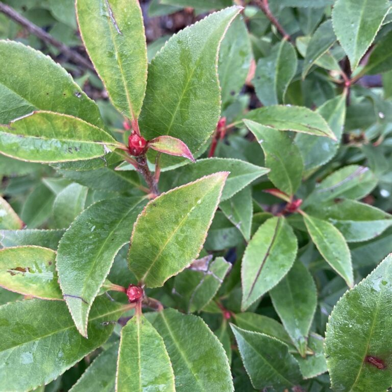 Photinia x fraseri ‘Red Robin’ – Espalier
