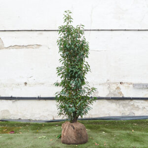 Prunus lusitanica 'Angustifolia' - rootball