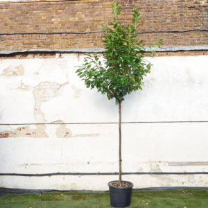 Prunus laurocerasus 'Novita' - Full Standard