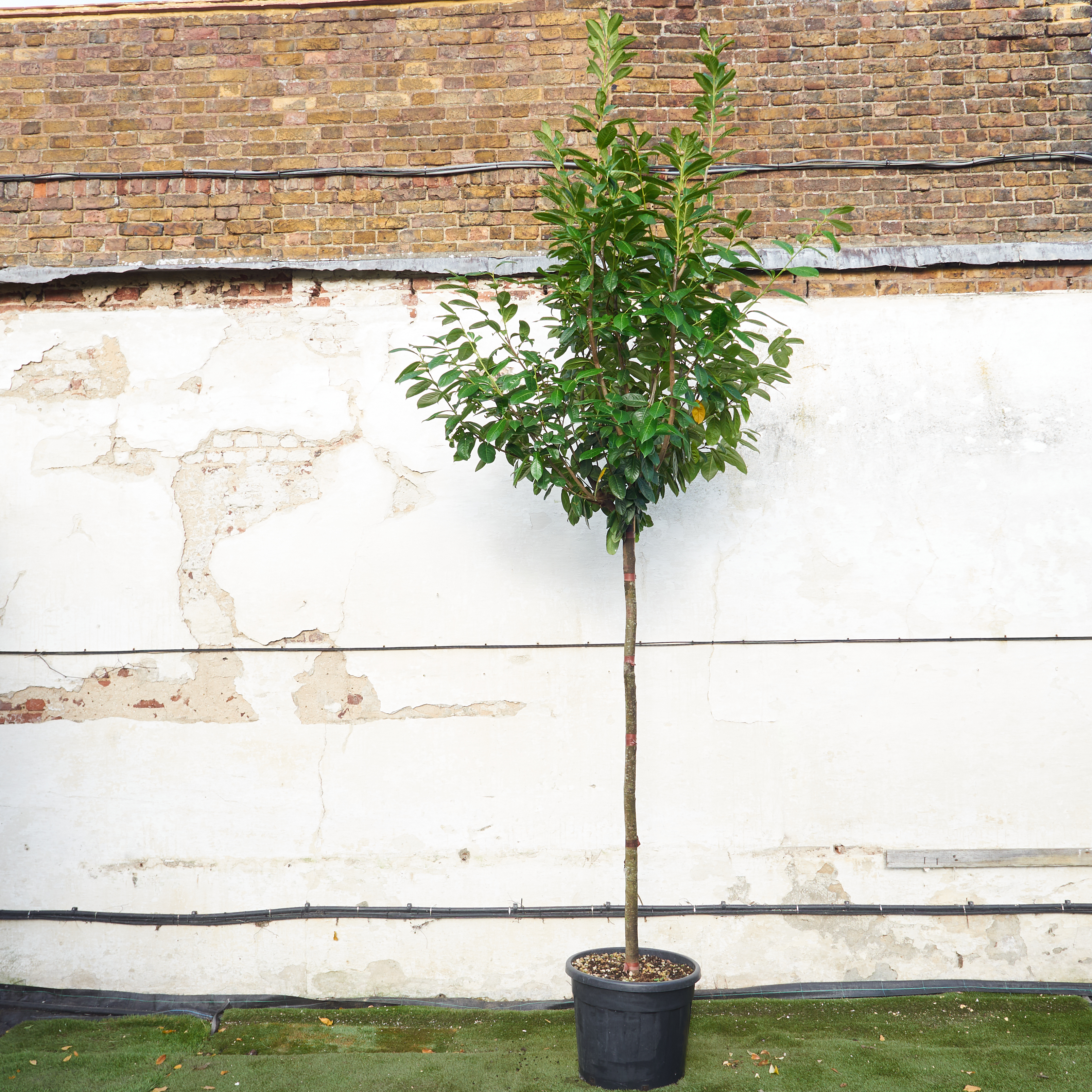 Prunus laurocerasus 'Novita' - Full Standard