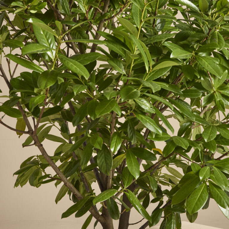 Prunus laurocerasus ‘Caucasica’