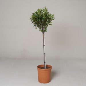 Photinia x fraseri 'Robusta Compacta' - Standard form