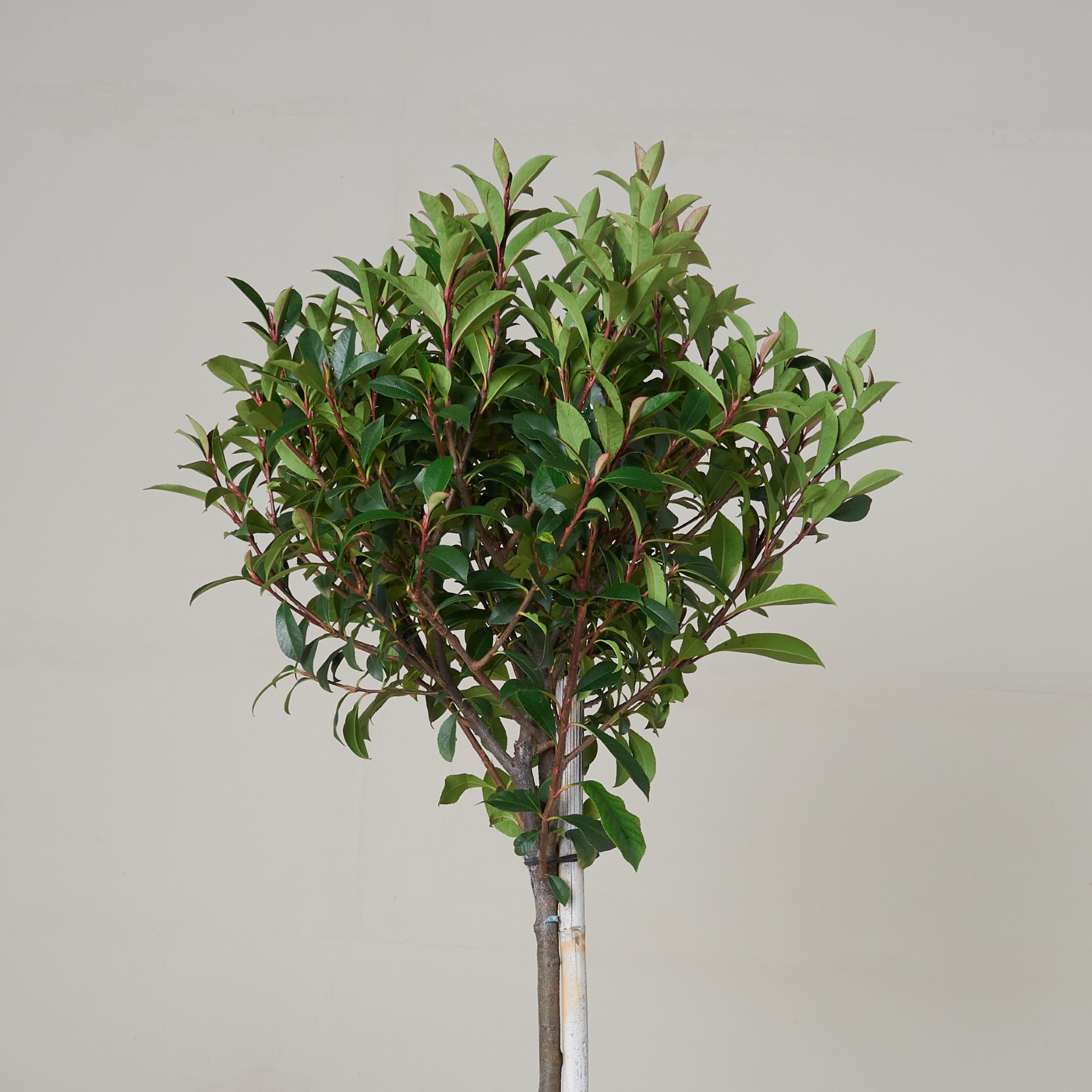Photinia x fraseri 'Robusta Compacta' - Standard form - Image 2