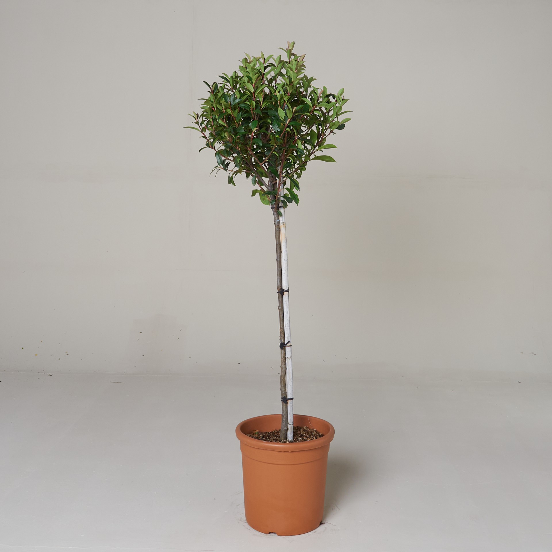 Photinia x fraseri 'Robusta Compacta' - Standard form
