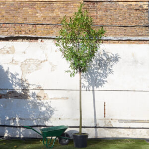 Prunus laurocerasus 'Caucasica'