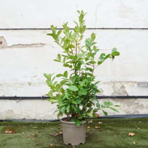 Prunus laurocerasus 'Etna'
