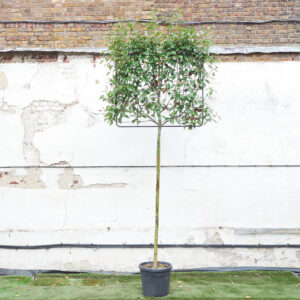 Photinia x fraseri 'Red Robin' - Espalier