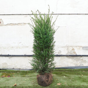 Taxus baccata - natural form, rootball