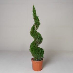Thuja occidentalis 'Smaragd'