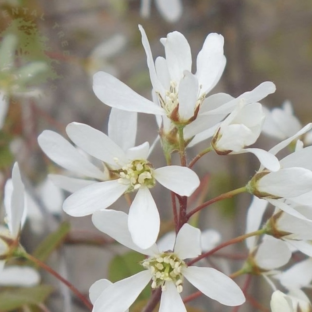 Amelanchier lamarckii