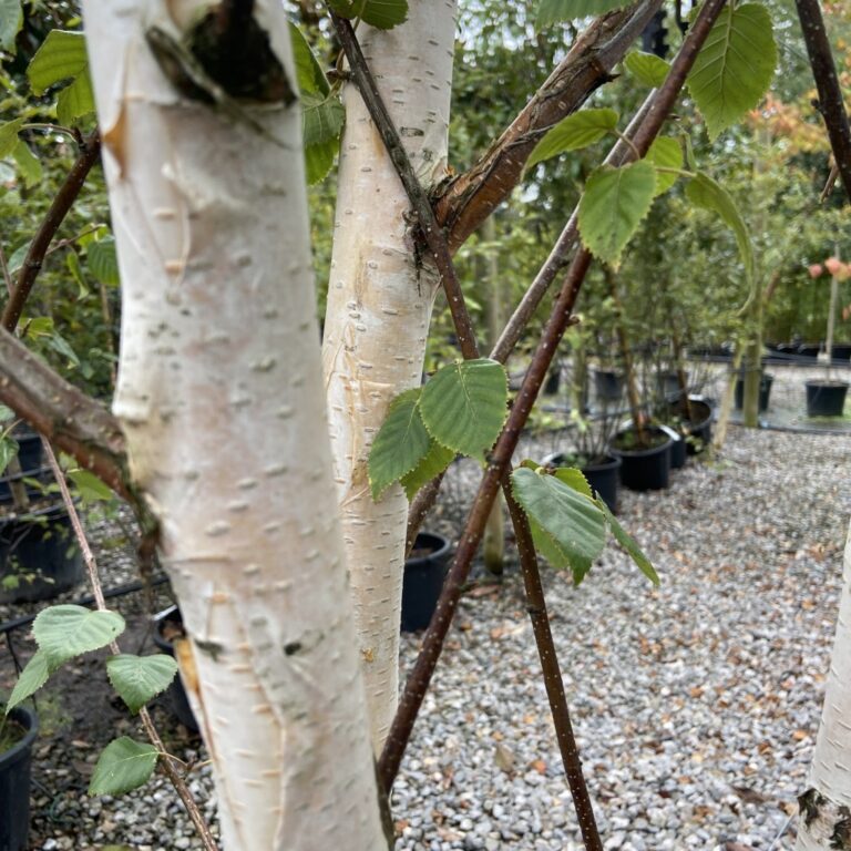 Betula utilis ‘Jacquemontii’