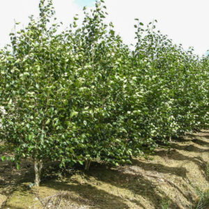 Betula utilis 'Jacquemontii'