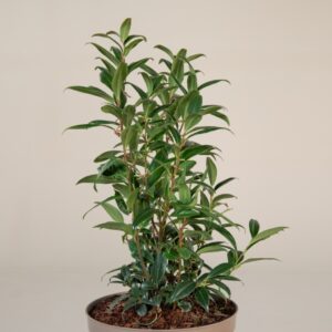 Sarcococca hookeriana 'Purple Gem'