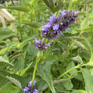 Agastache 'Black Adder'