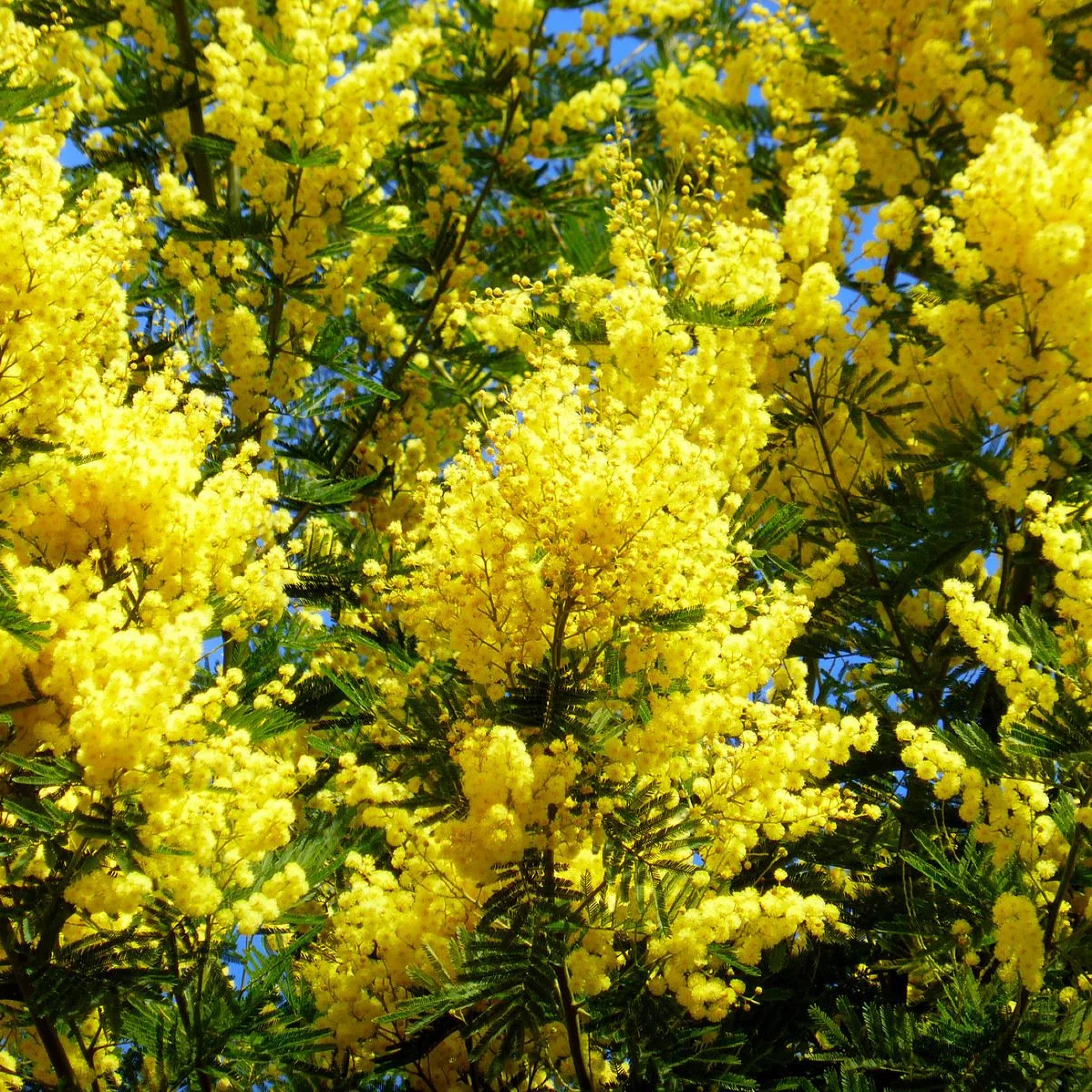 ADL Acacia dealbata