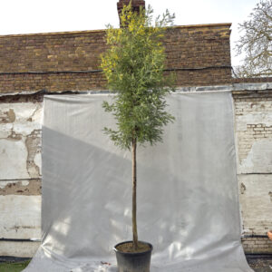 ADL Acacia dealbata