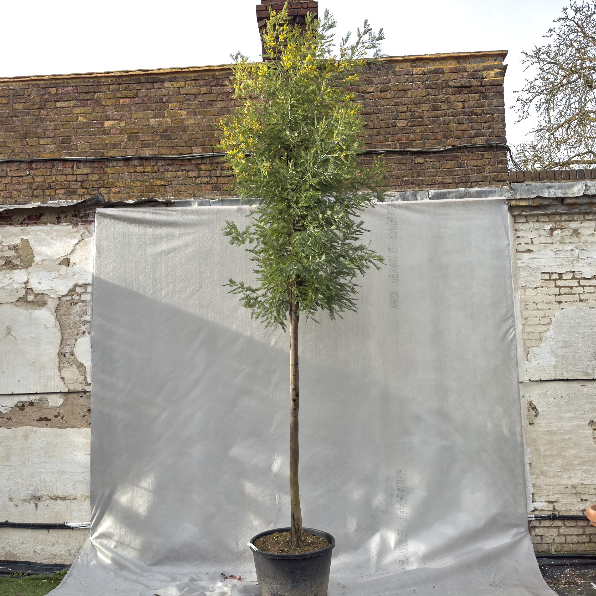 ADL Acacia dealbata