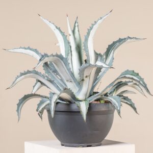AME Agave am. 'Mediopicta Alba'