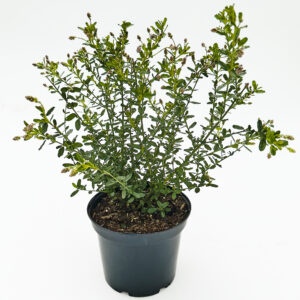 CITS Ceanothus 'Italian Skies'