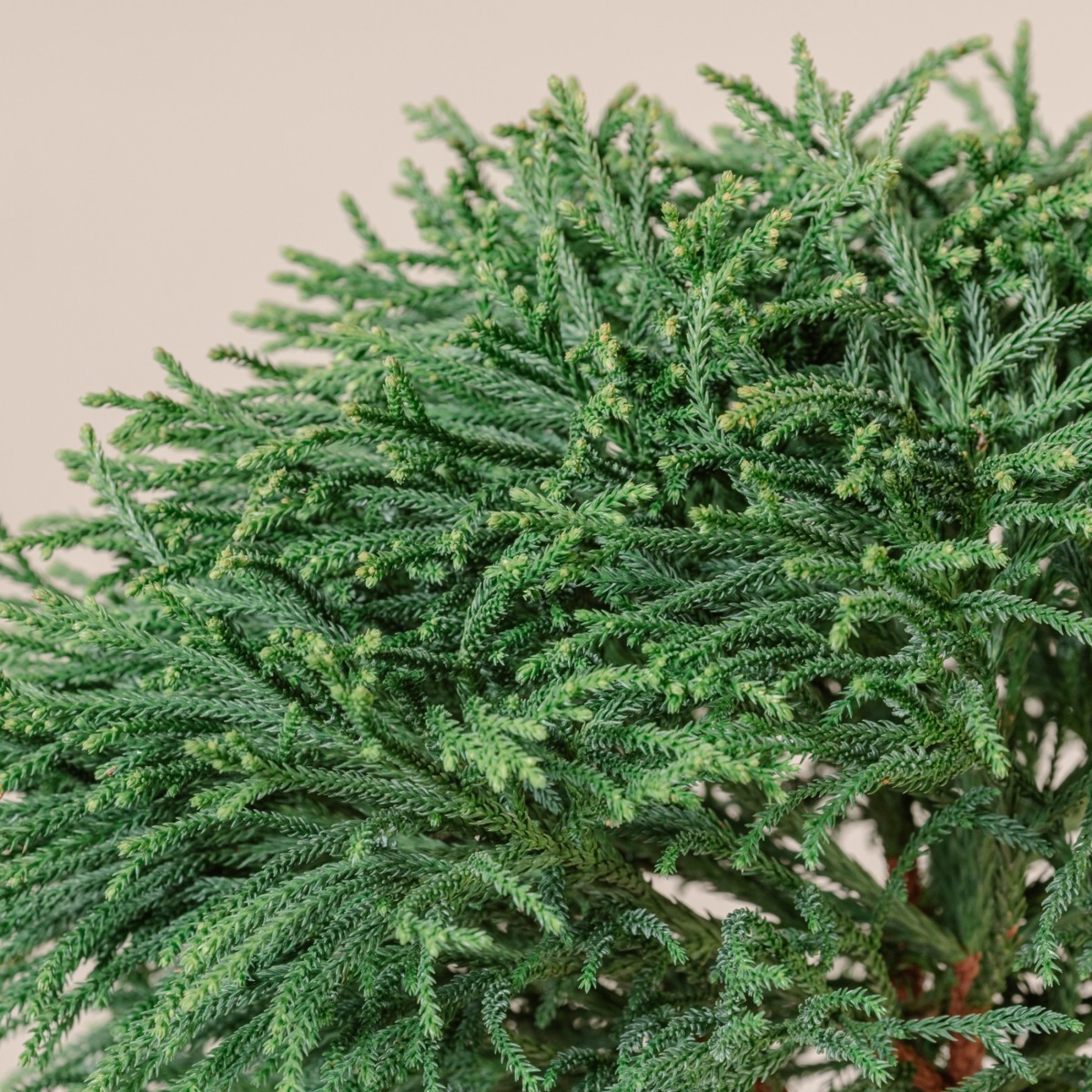 CLC Cryptomeria japonica 'Little Champion'