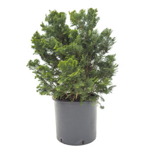 Chamaecyparis obtusa 'Nana Gracilis'