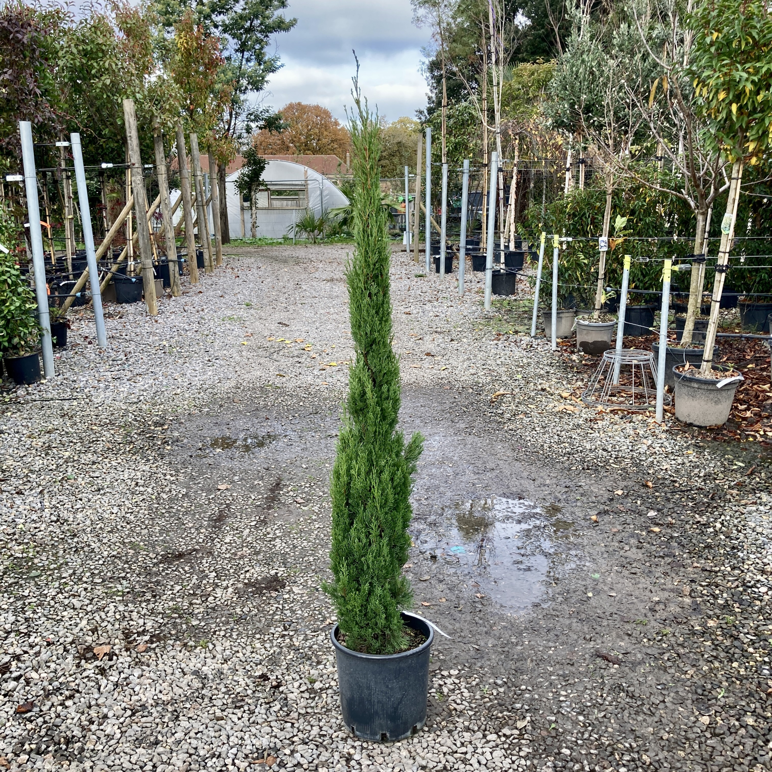 Cupressus sempervirens 'Totem' | The Palm Centre
