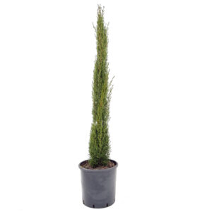 CUS Cupressus sempervirens 'Totem'