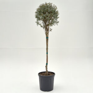 EFL Eucalyptus gunnii 'France Bleu'