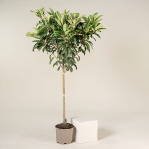 EJA-HS Eriobotrya japonica - Half Standard