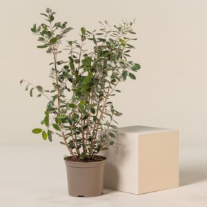FSE Feijoa sellowiana - Bush form