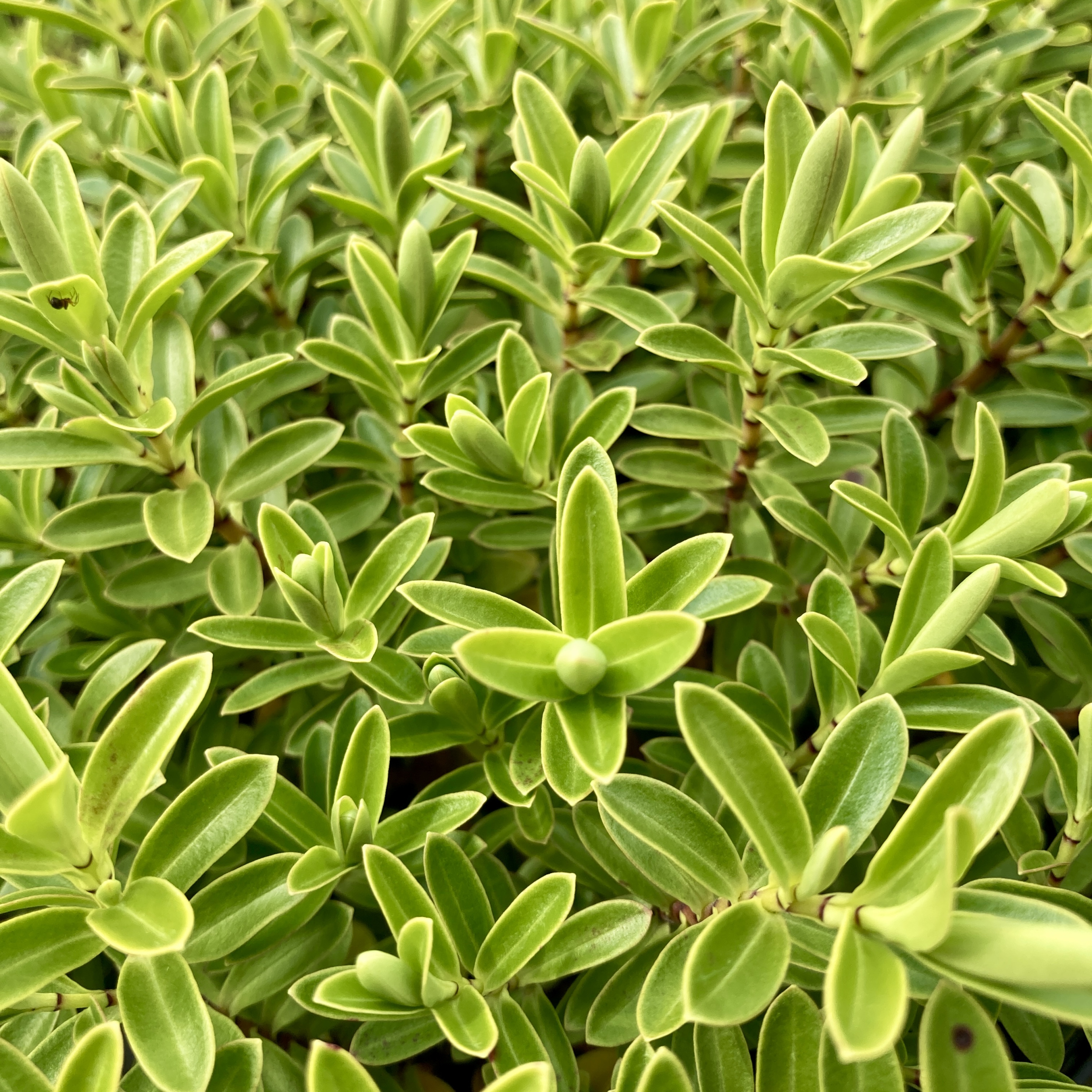 HRA Hebe rakaiensis