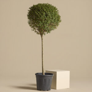 LIO Ligustrum ionandrum (delavayanum) - clipped standards