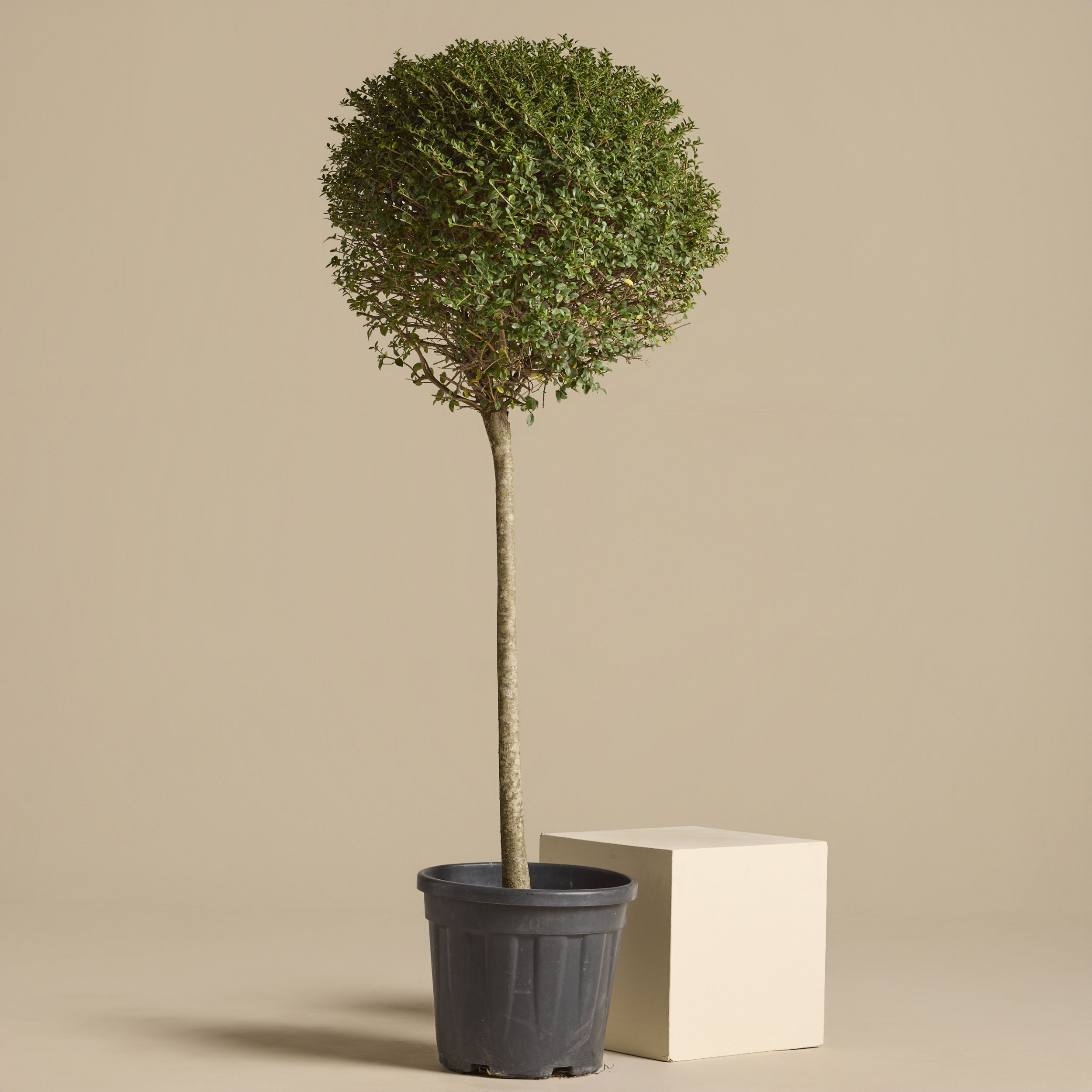 LIO Ligustrum ionandrum (delavayanum) - clipped standards
