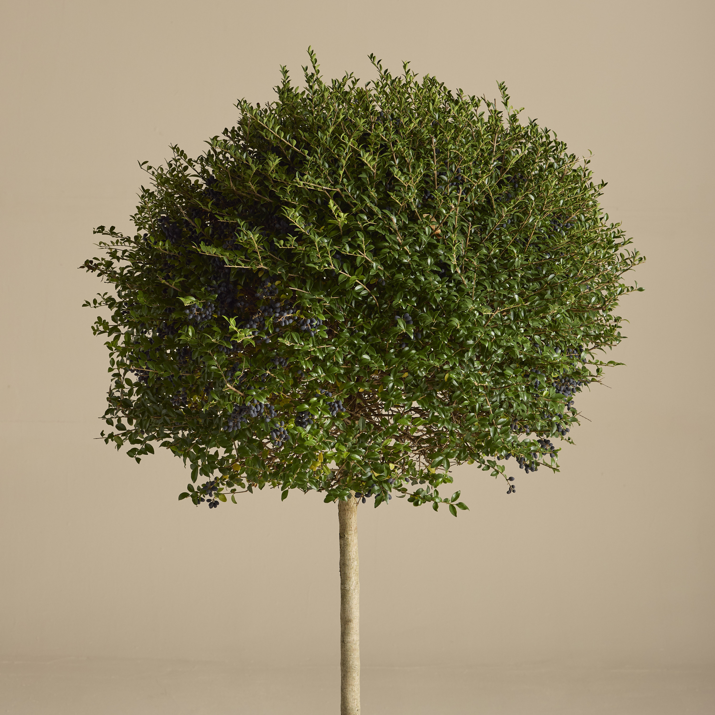 LIO Ligustrum ionandrum (delavayanum) - clipped standards