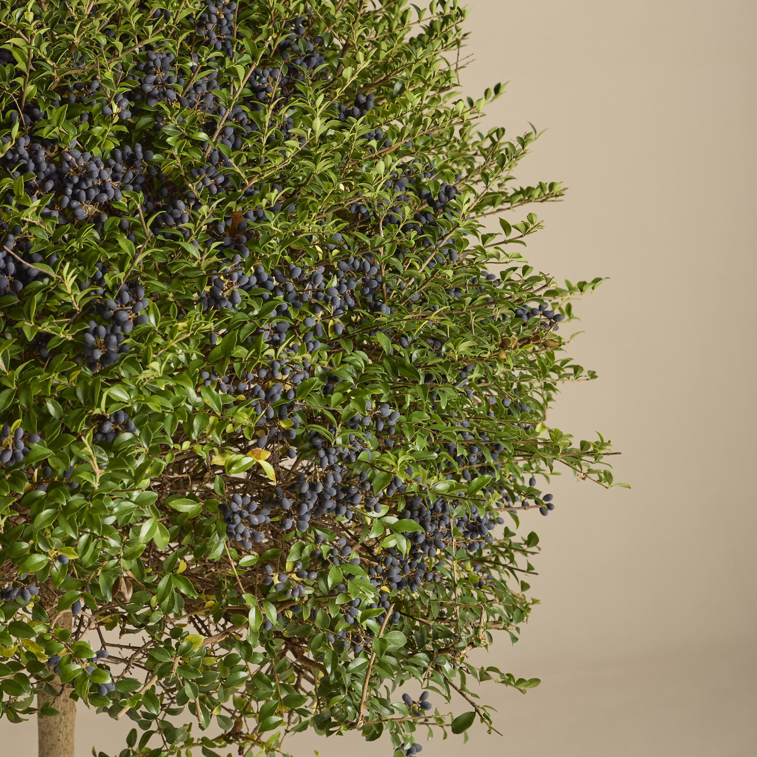 LIO Ligustrum ionandrum (delavayanum) - clipped standards