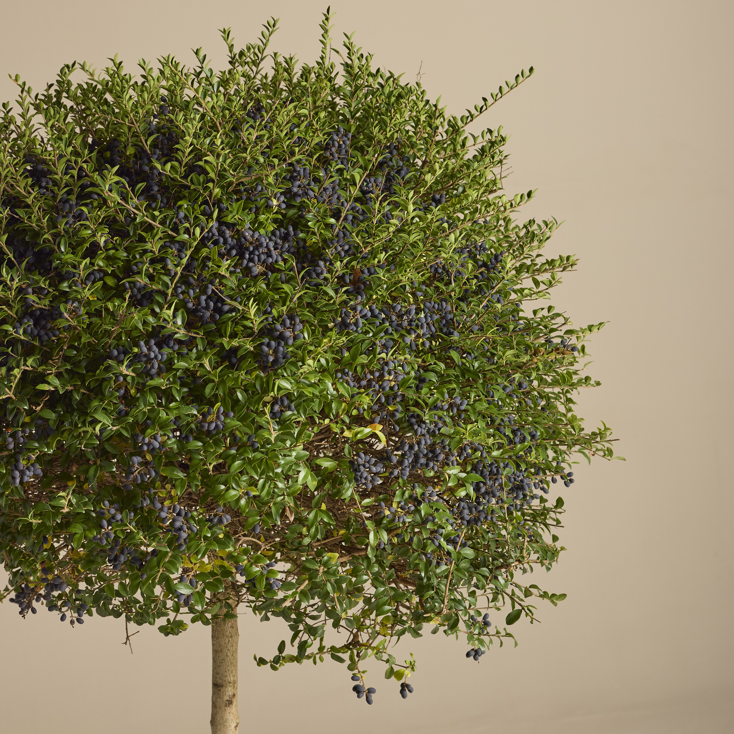 LIO Ligustrum ionandrum (delavayanum) - clipped standards