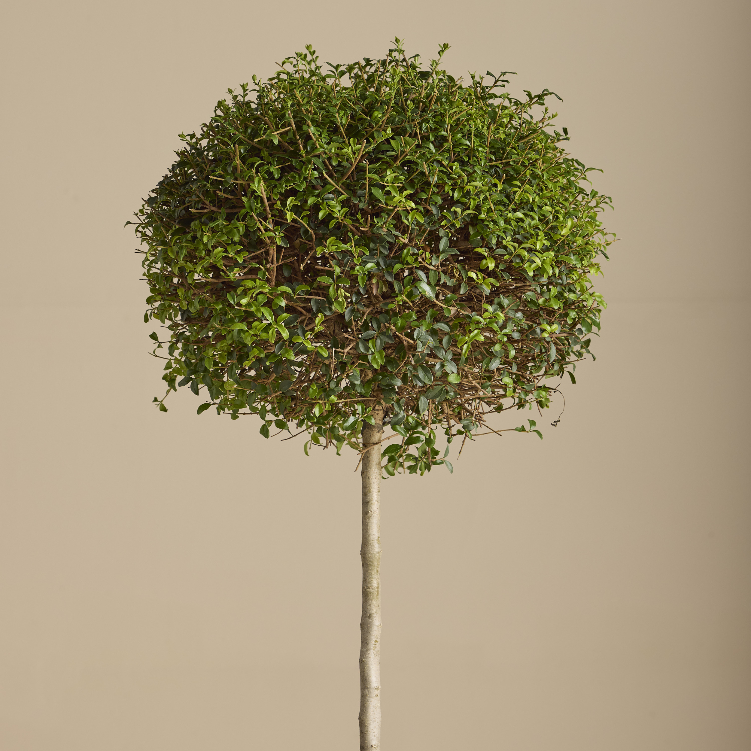 LIO Ligustrum ionandrum (delavayanum) - clipped standards