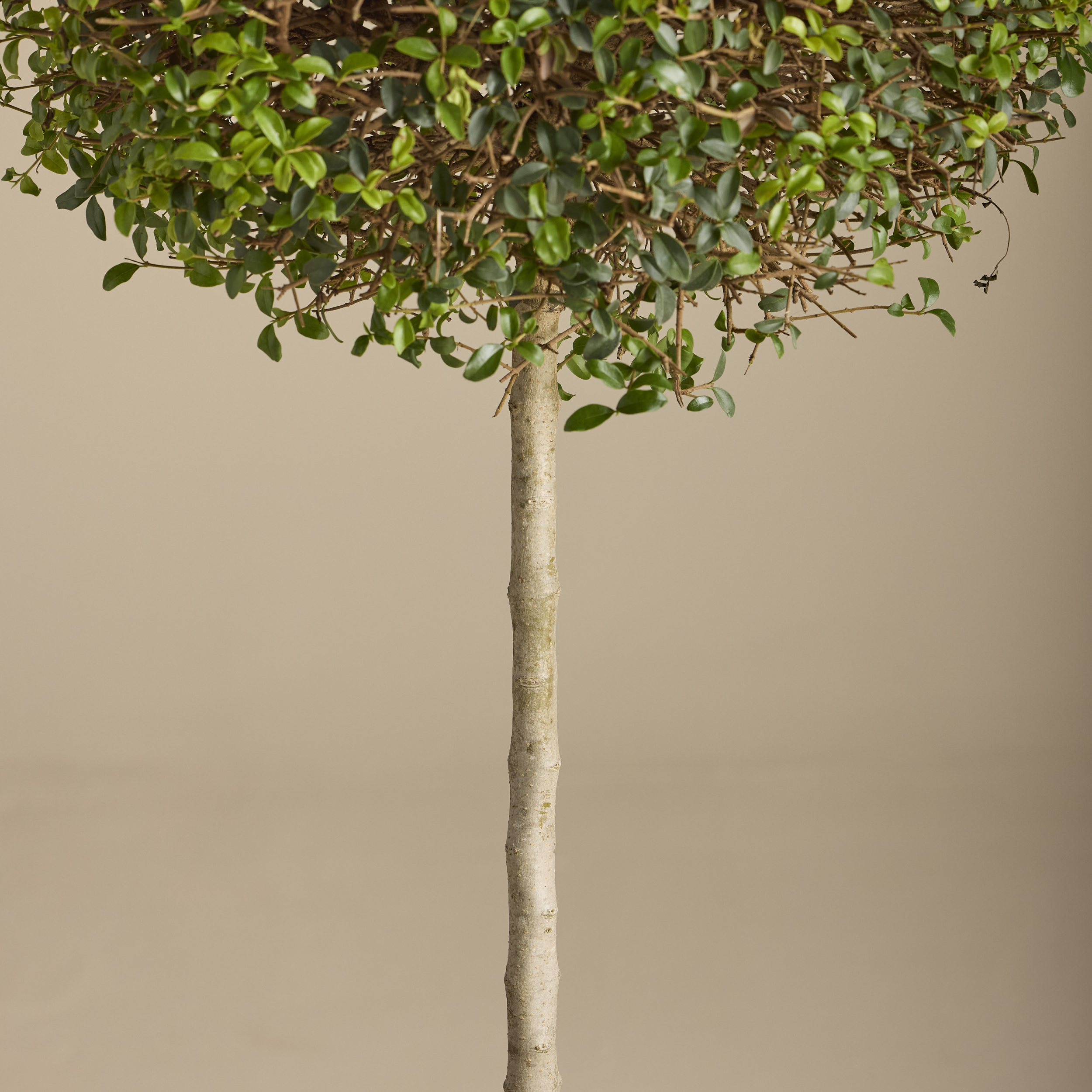 LIO Ligustrum ionandrum (delavayanum) - clipped standards