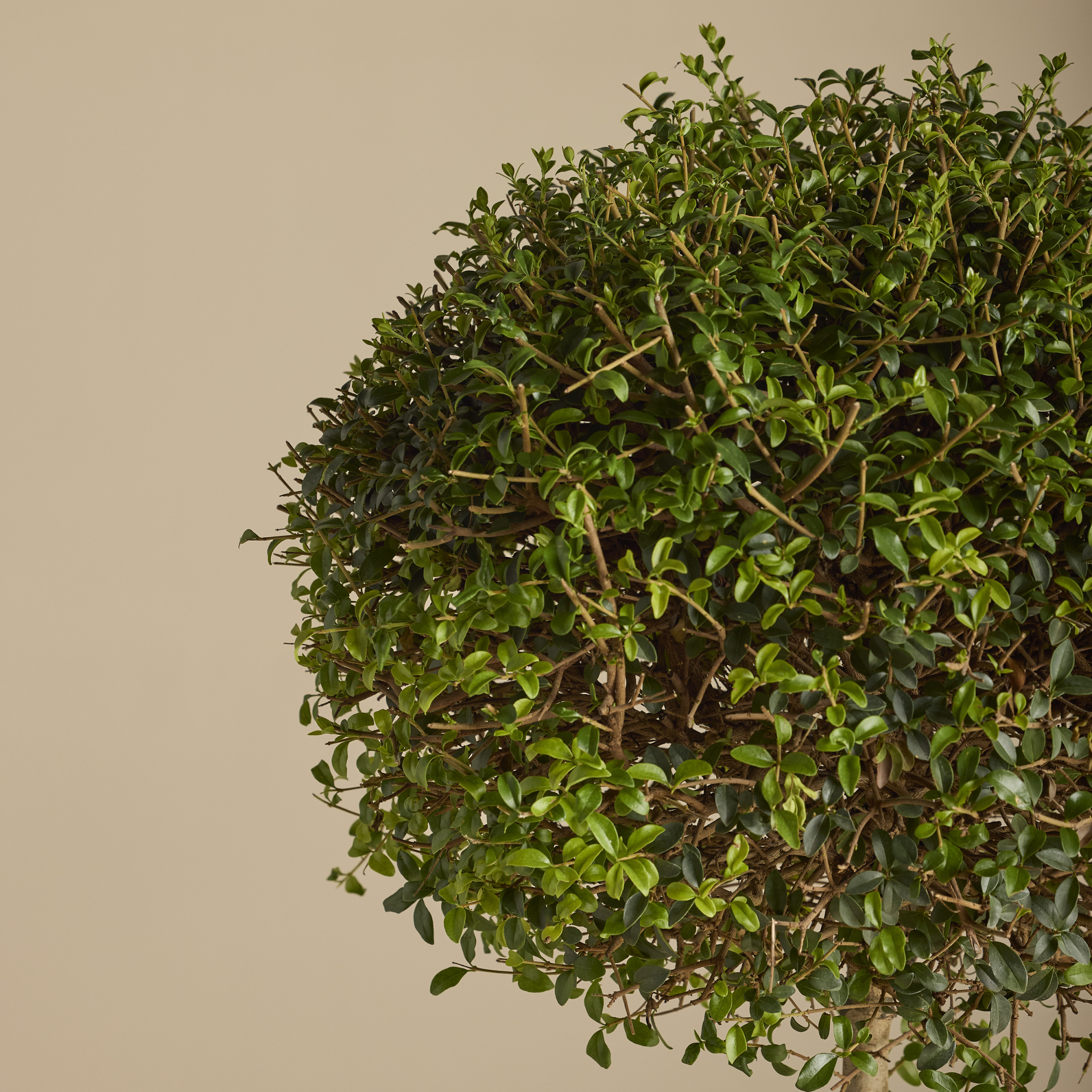 LIO Ligustrum ionandrum (delavayanum) - clipped standards