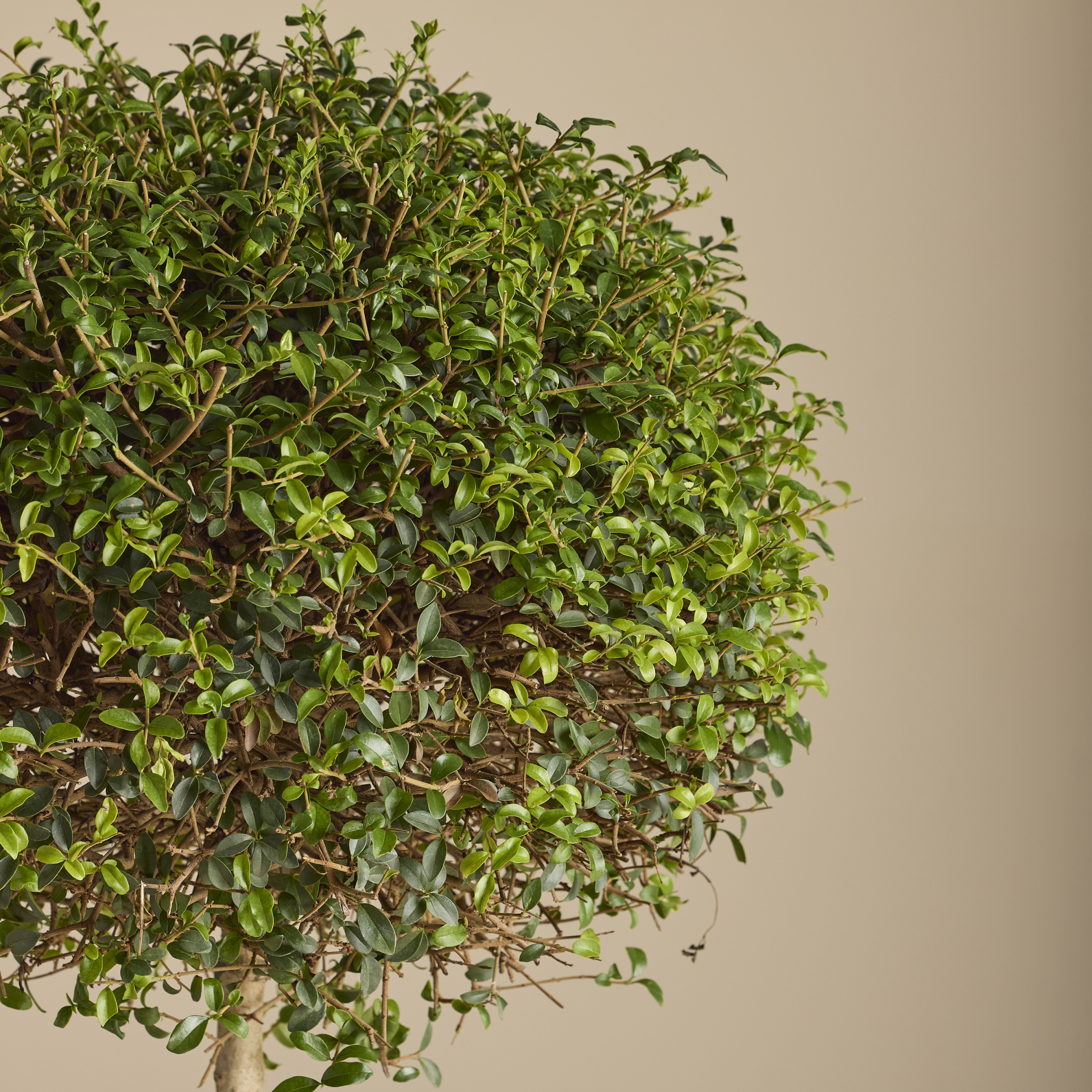 LIO Ligustrum ionandrum (delavayanum) - clipped standards