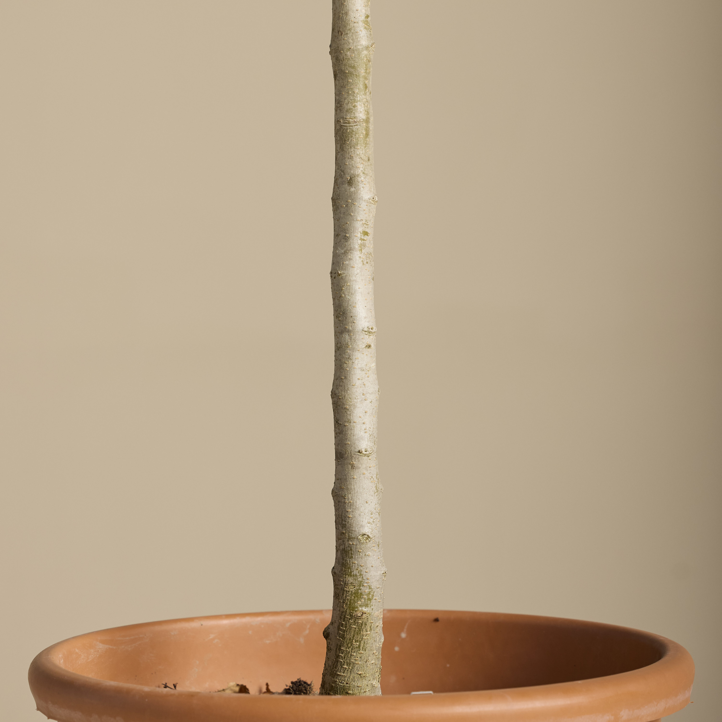LIO Ligustrum ionandrum (delavayanum) - clipped standards