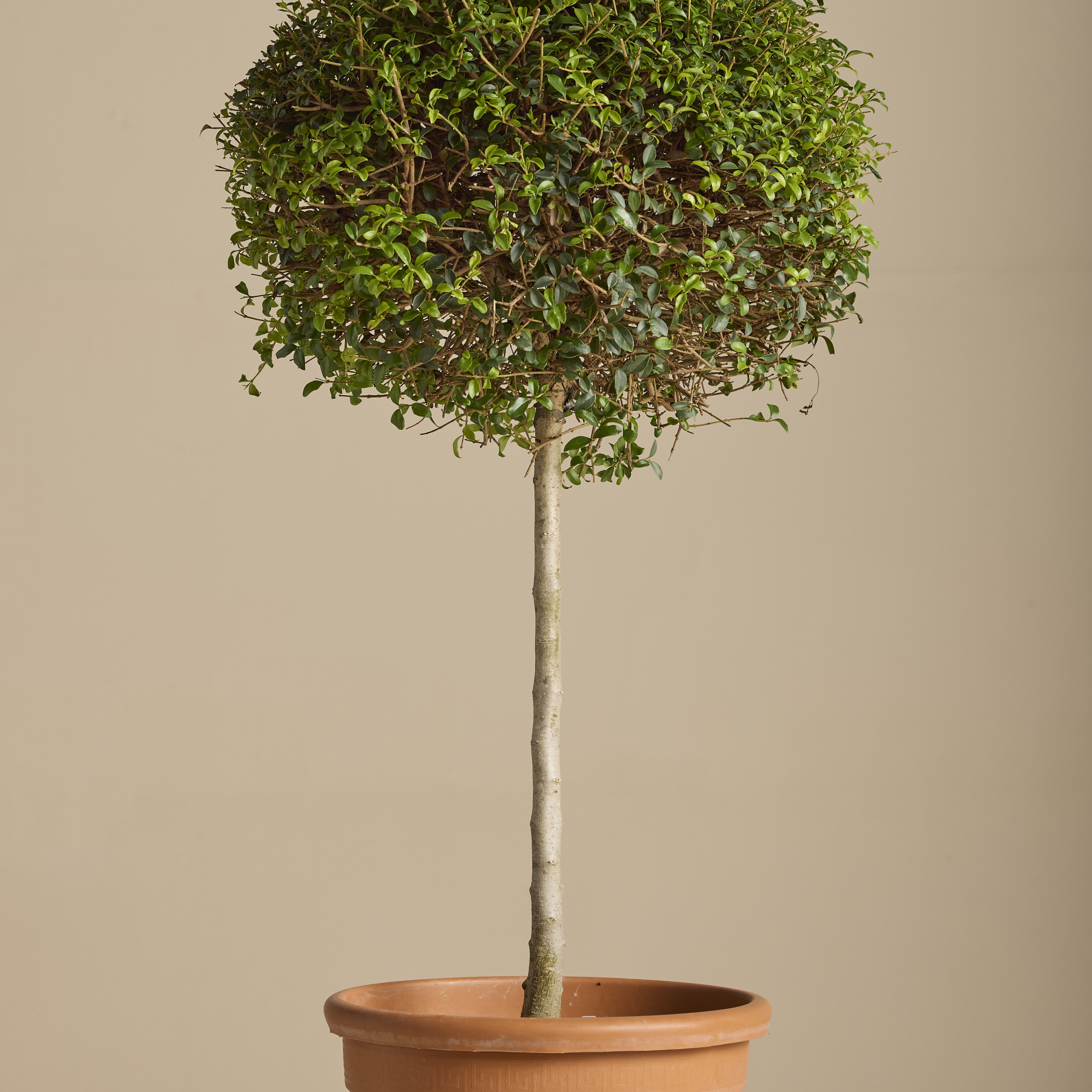 LIO Ligustrum ionandrum (delavayanum) - clipped standards