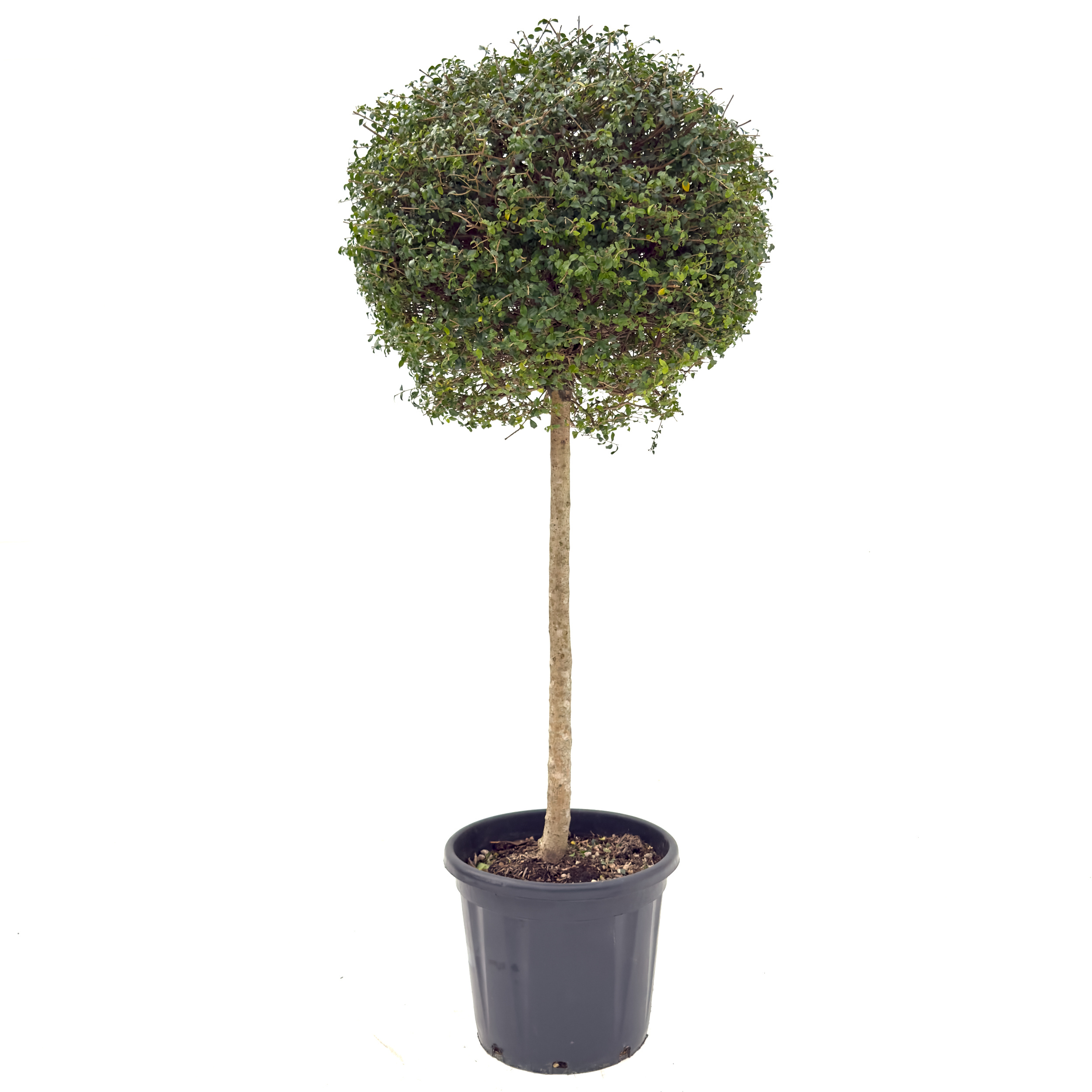 LIO Ligustrum ionandrum (delavayanum) - clipped standards