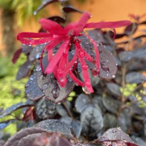 LOC Loropetalum chinense