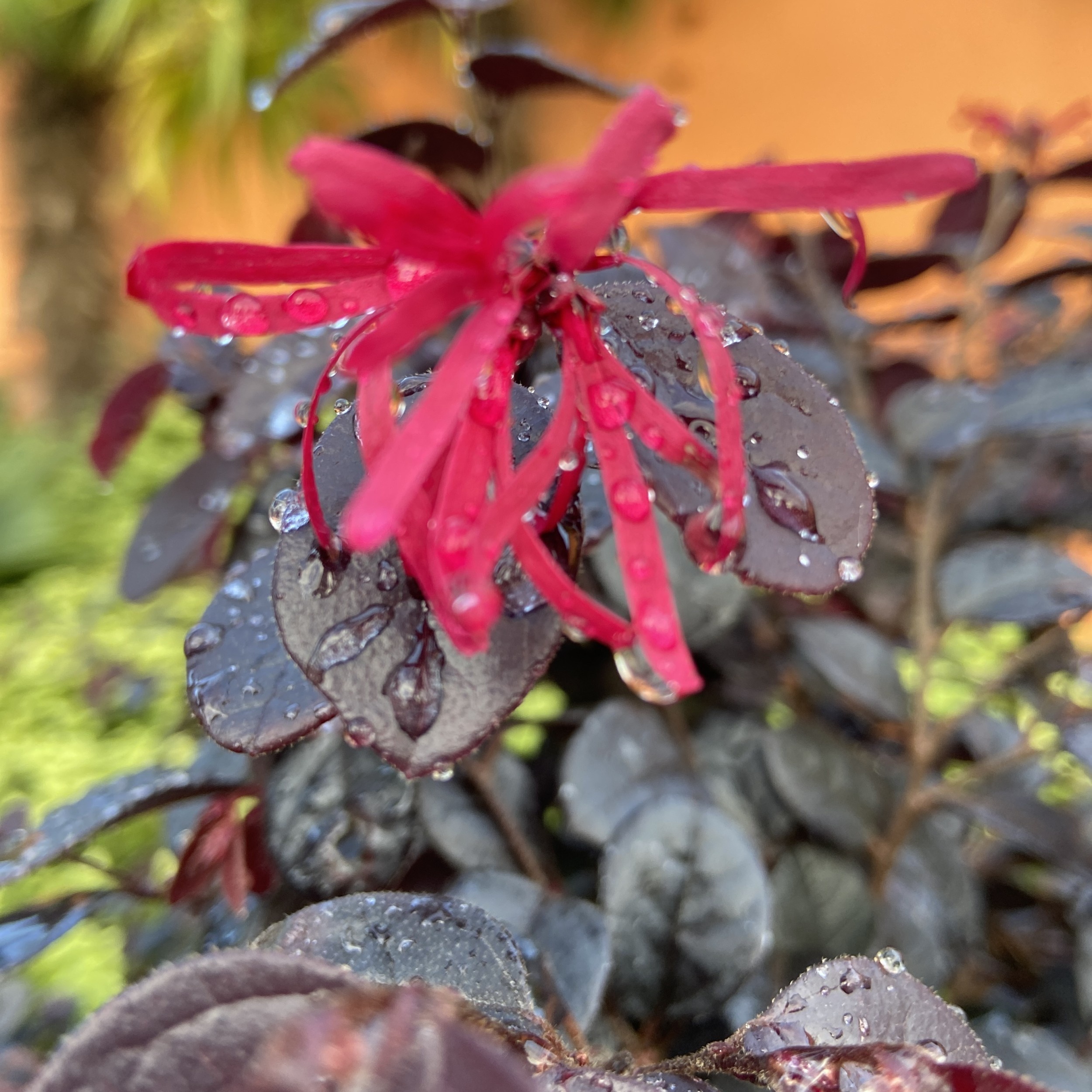 LOC Loropetalum chinense